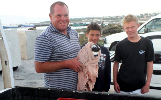 Vlnr is Pieter du Toit (met die toegedraaide Afrika pikkewyn), saam met sy seuns, Pieter (Jnr) en MJ wat flink reageer het om tot die pikkewyn se redding te kom